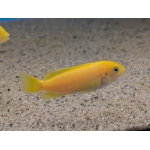 Chindongo salousi (Salousi Cichlid) - Image 2