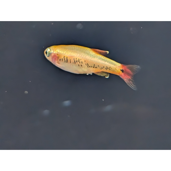 Gold White Cloud Mountain Minnow – The Fish Barn
