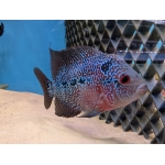 Flowerhorn Female A - Image 3