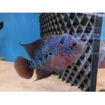 Flowerhorn Female A - Image 2