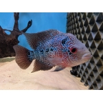 Flowerhorn Female A - Image 1