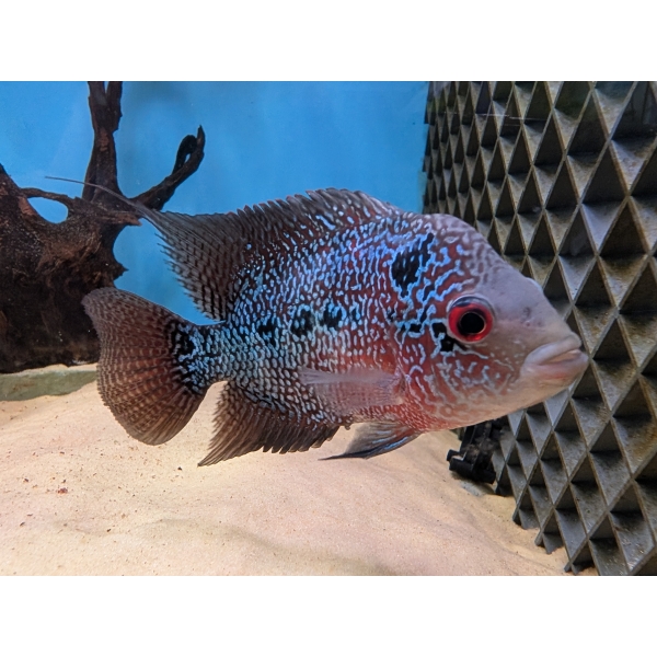 Flowerhorn Female A The Fish Barn