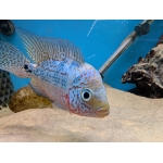 Flowerhorn Female B - Image 3