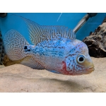 Flowerhorn Female B - Image 2