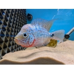 Flowerhorn Female B - Image 1
