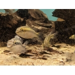 Wild Kribensis (Nigeria P.pulcher) price is per pair. - Image 2