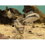 Wild Kribensis (Nigeria P.pulcher) price is per pair. - Image 3