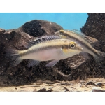Wild Kribensis (Nigeria P.pulcher) price is per pair. - Image 1