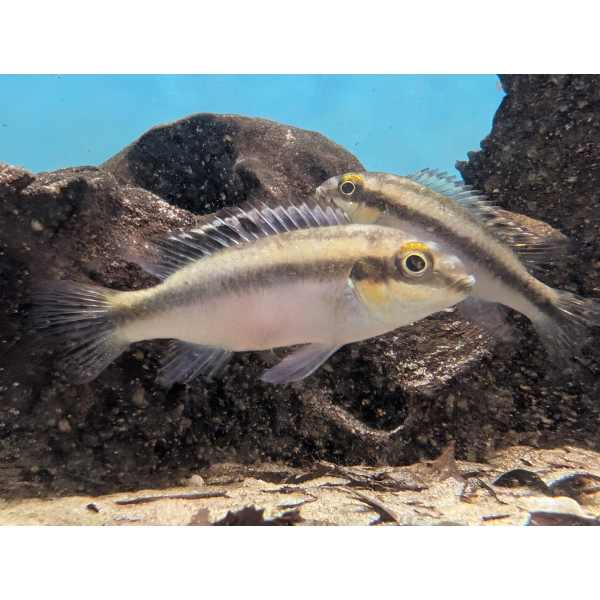 Wild Kribensis (Nigeria P.pulcher) The Fish Barn