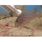 Sterbai Catfish - Image 3