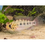Apistogramma sp.D37 F1 Gill Spot - Image 1