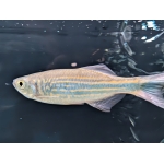 Wild Giant Danio - Image 2