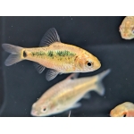 Gold Barb Barbodes schuberti - Image 1
