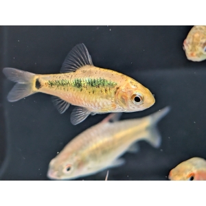Barbs Archives - The Fish Barn