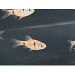 Odessa Barb Pethia padamia - Image 4