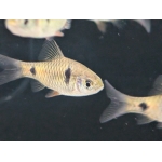 Odessa Barb Pethia padamia - Image 1