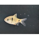Odessa Barb Pethia padamia - Image 2