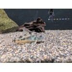 Peppered Catfish Hoplisoma paleatus - Image 2