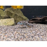 Peppered Catfish Hoplisoma paleatus - Image 4