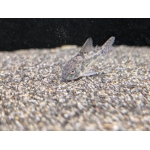Peppered Catfish Hoplisoma paleatus - Image 3