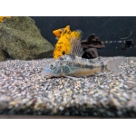 Peppered Catfish Hoplisoma paleatus - Image 1