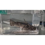 Trachelyichthys cf. insignis - Image 1