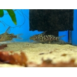 Synodontis schoutedeni - Image 1