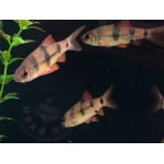 Clown Barb Barbodes dunckeri - Image 1