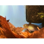 Nanochromis splendens - Image 2