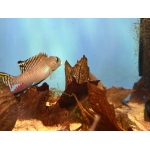 Nanochromis splendens - Image 1