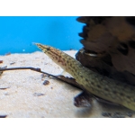 Yellow Fin Spiny Eel (M.pancalus) - Image 1