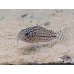 Three Lined Catfish (Hoplisoma trilineatus) - Image 1