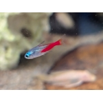 Diamond Head Neon Tetra (Paracheirodon innesi var. "Diamond Head") - Image 1