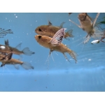 African Butterfly Fish Pantodon bucholzi - Image 4