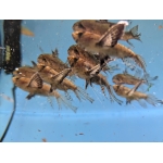 African Butterfly Fish Pantodon bucholzi - Image 1