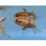 African Butterfly Fish Pantodon bucholzi - Image 2