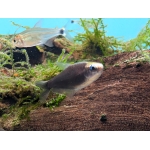 Black Emporer Tetra Nematobrycon palmeri - Image 1