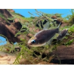 Black Emporer Tetra Nematobrycon palmeri - Image 2