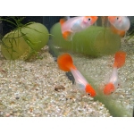 Assorted Female Guppies Poecilia reticulata - Image 2