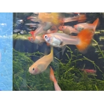 Assorted Female Guppies Poecilia reticulata - Image 4