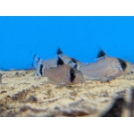 Flag Tailed Panda Cory Corydoras oiapoquensis - Image 2