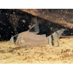 Flag Tailed Panda Cory Corydoras oiapoquensis - Image 1