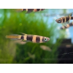 Rocket Panchax - Image 1