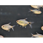 Head & Tail Light Tetra - Image 2
