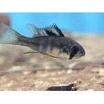 Black Rams - Image 1