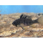 Black Rams - Image 3