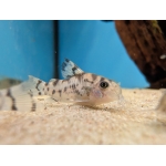 Cw111 Vulcan Catfish (Hoplosoma Cw111) - Image 2