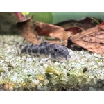 Ceara Bulldog Catfish (Aspidoras raimundi) - Image 1