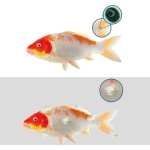 NT Labs Koi Care FMG Mixture 250ml - Image 3