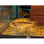 Apistogramma sp.D10 (Rare) - Image 1